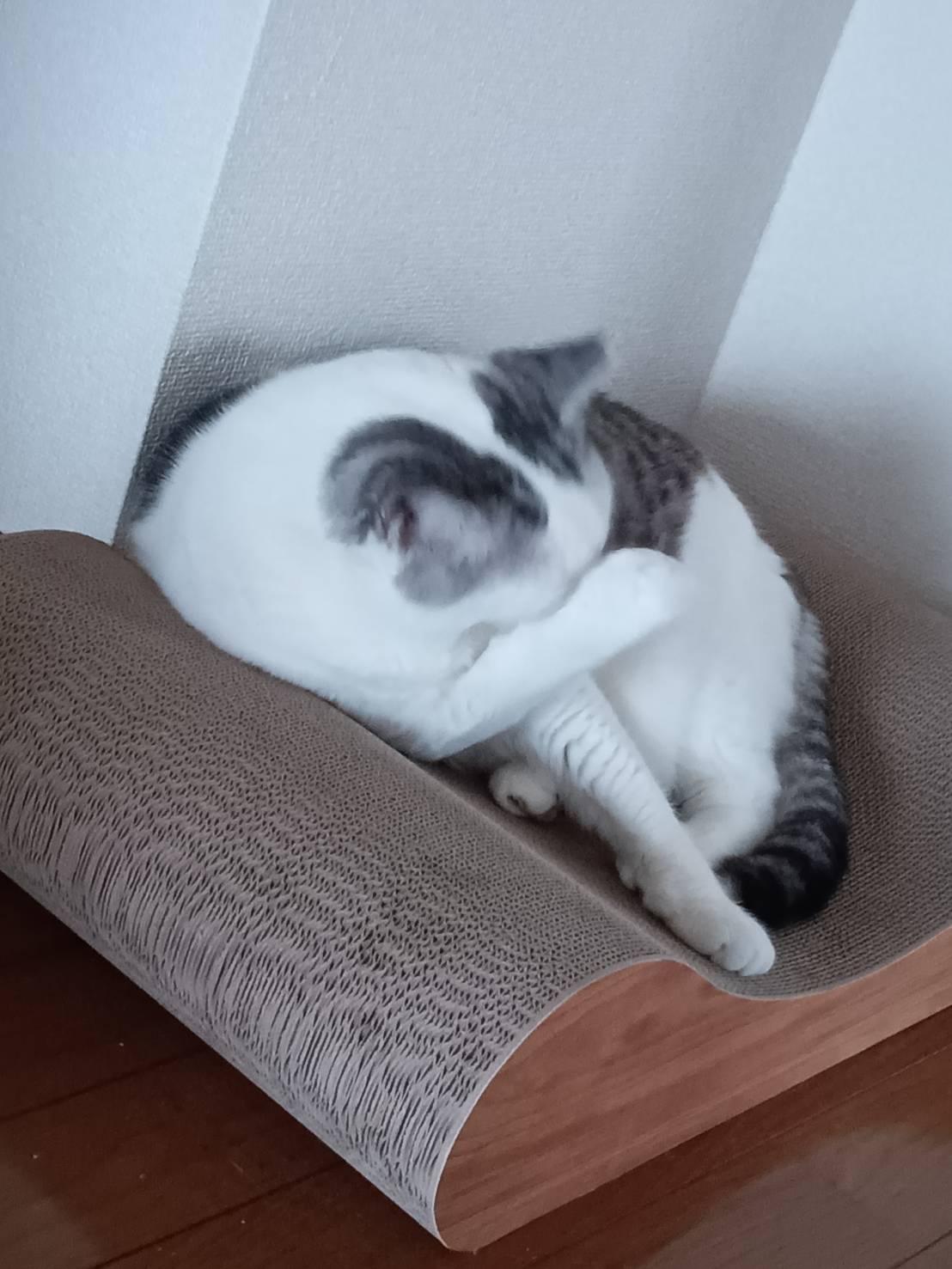 レビュー「爪とぎだけじゃなく寝てます」に添付された1枚目の画像