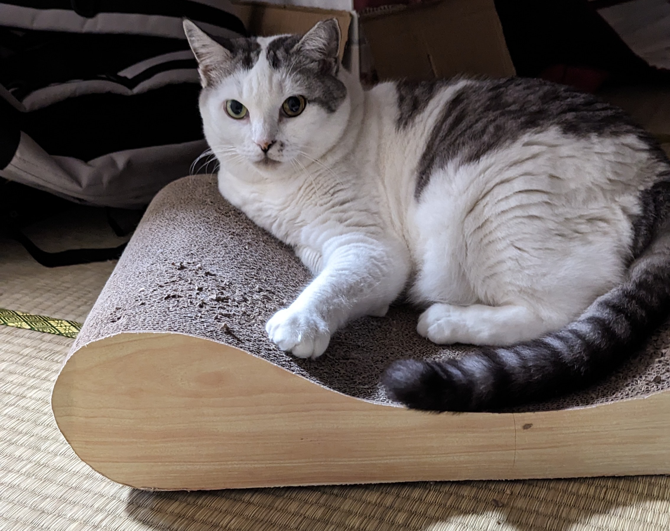 レビュー「爪とぎだけじゃなく寝てます」に添付された2枚目の画像